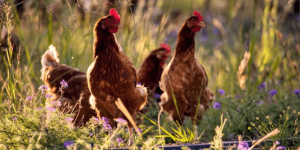 hens-in-grass