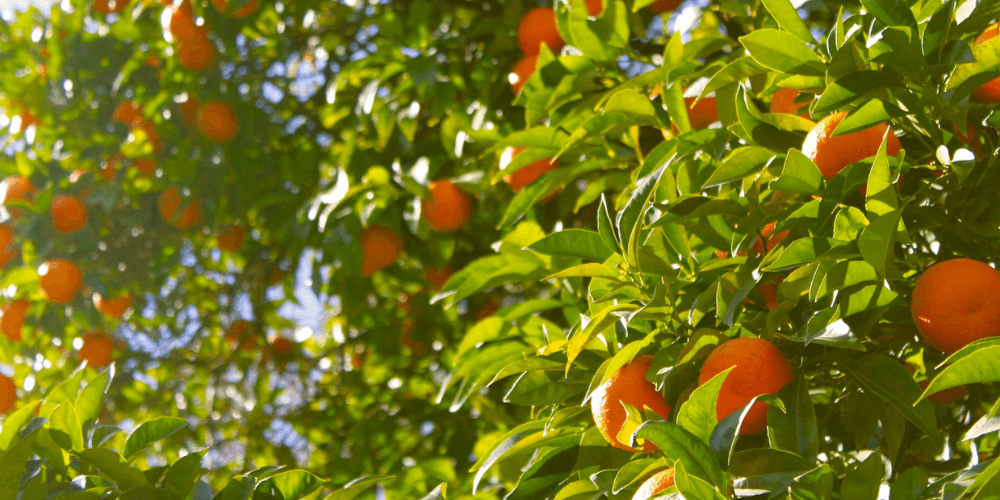 orange-tree