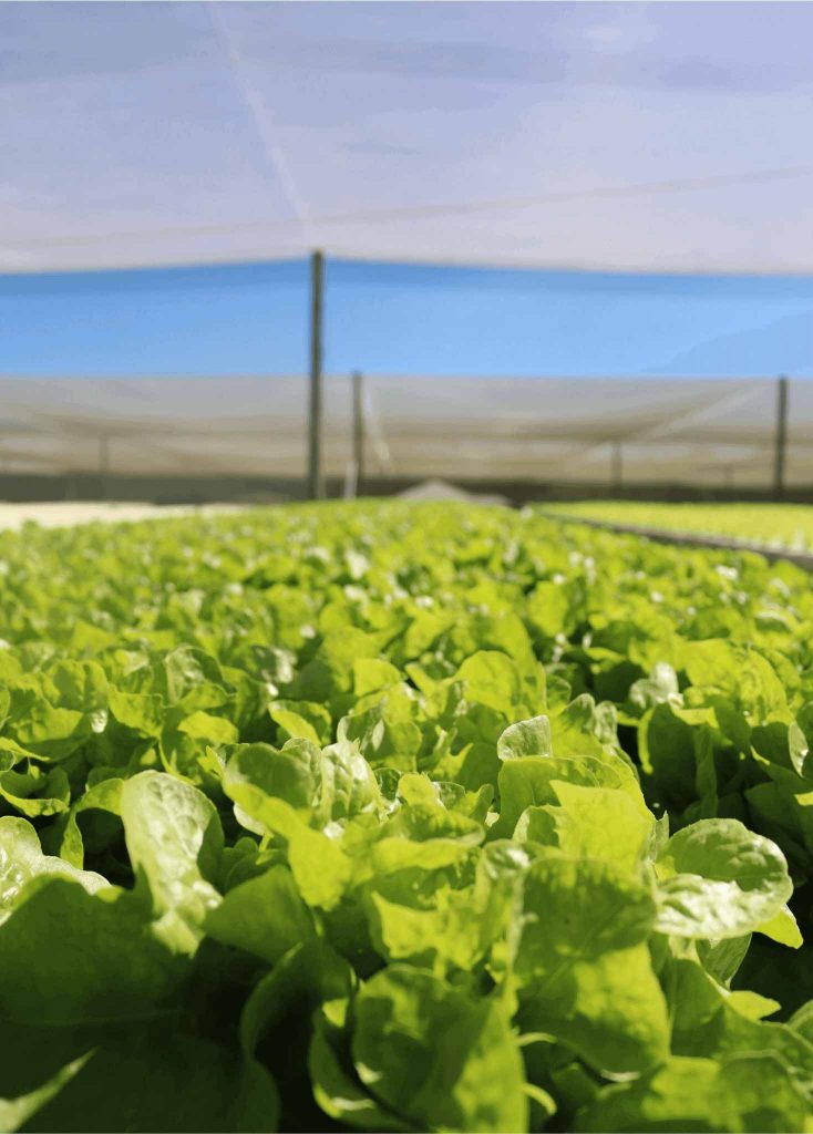 lettuce-farm